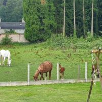 arrière chevaux été.jpg