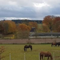 arrire chevaux automne.jpg